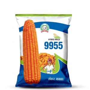 UMA 9955 HYBRID MAIZE SEEDS