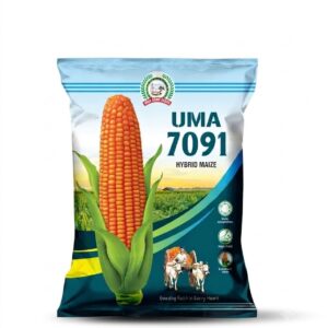 UMA 7091 HYBRID MAIZE SEEDS
