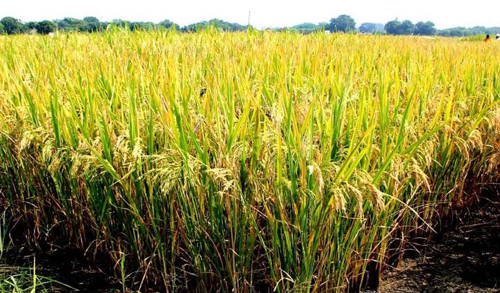 Paddy Field